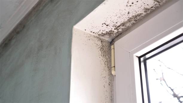 Best Attic Mold Removal  in Walsenburg, CO