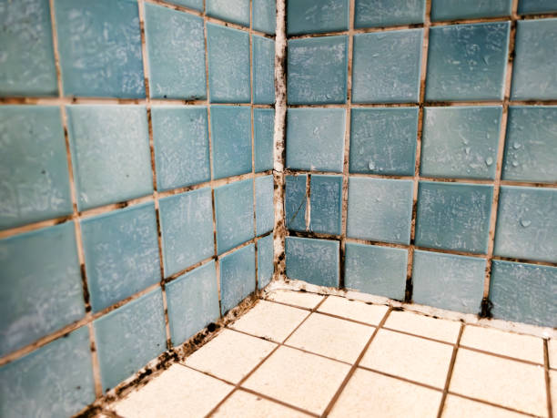 Best Mold Documentation for Insurance Claims  in Walsenburg, CO