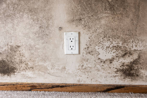 Professional Mold Removal in Walsenburg, CO